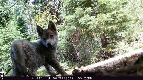 Gray Wolves In California Defenders Of Wildlife