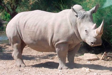 Cómo Es El Rinoceronte Blanco Carácter Rinoceronte Blanco