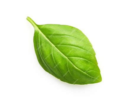 Premium Photo Single Fresh Basil Leaf Isolated On White