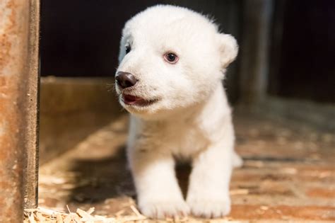 Berlin Zoos New Baby Polar Bear Finally Has A Name Thethings Images