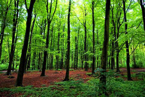 Trees Talk To Each Other And Recognize Their Offspring