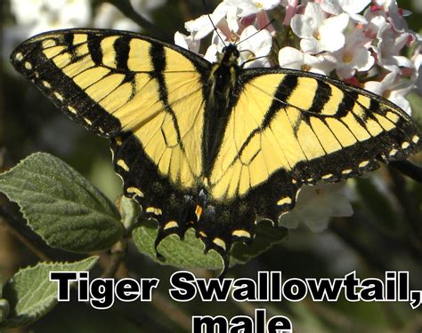 Male Tiger Swallowtail South Carolina State Butterfly Com Flickr