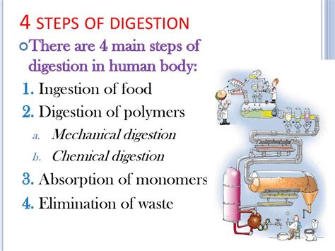 Human Digestive System Online Presentation