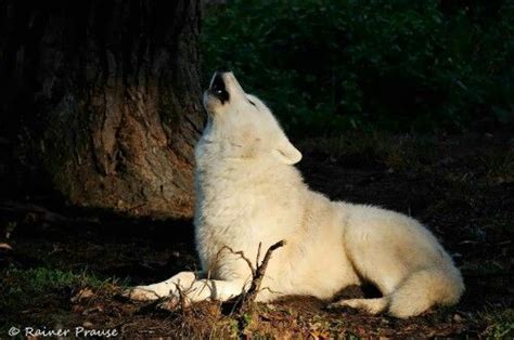 Pin By Buffie Schuster On Wolves White Wolf Wolf Animals