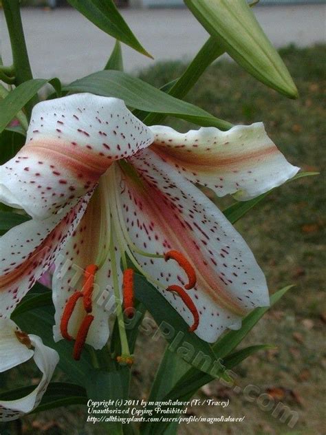 Lily Lilium Midnight Star In The Lilies Database