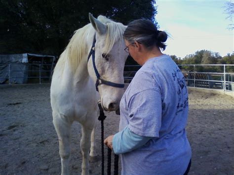Safe Haven Horse Rescue Journal