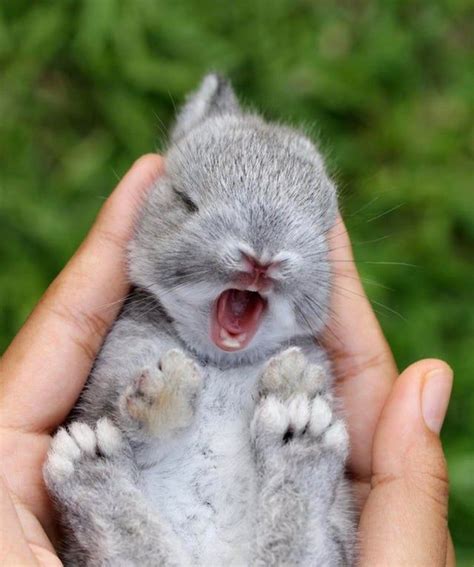 Baby Rabbit Aww Fotos De Coelhos Animais Bonitos Fotos De Animais
