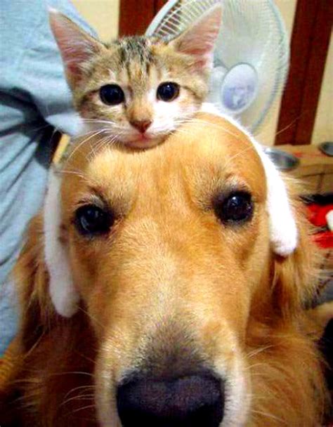 Dogs Wearing Cat Hats