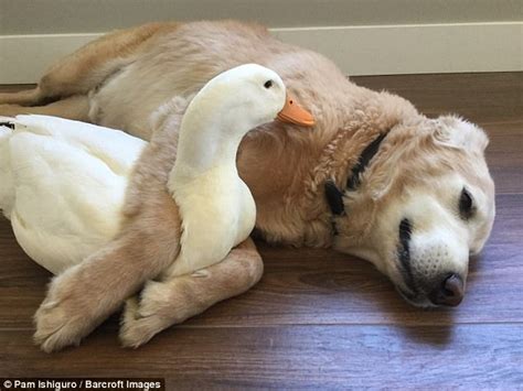 California Dog And Duck Are Inseparable Daily Mail Online
