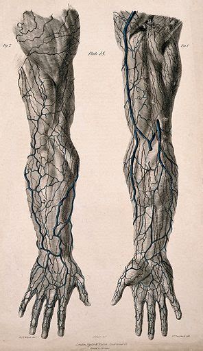 Veins And Lymphatic Vessels Of The Arm Anterior And Posterior Free
