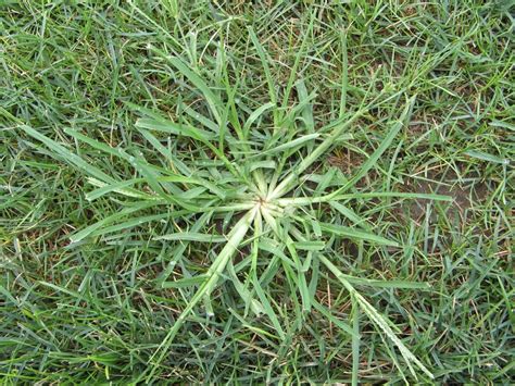 Weeds That Look Like Grass Identify Manage These Lawn Weeds Sexiz Pix