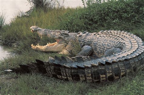 Tourist Mauled To Death By Saltwater Crocodile Near Papua New Guinea