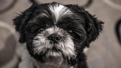 What Helps A Constipated Shih Tzu