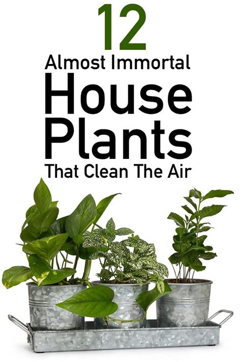 12 Nearly Immortal House Plants That Clean The Air The Unlikely