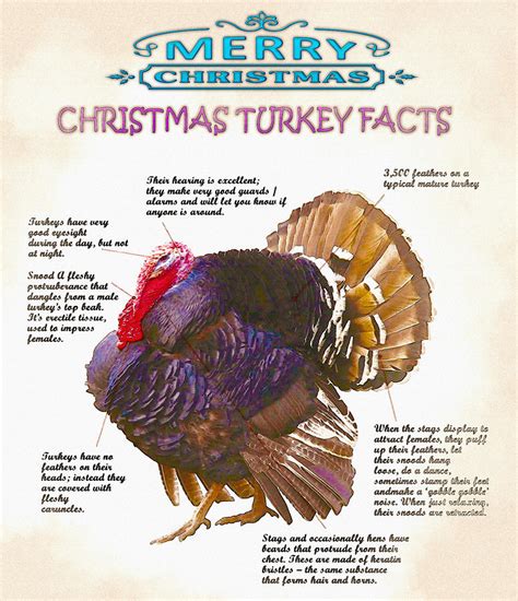 Christmas Turkey Digital Art By Don Kuing Fine Art America
