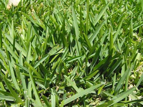6 Shade Tolerant Grass And How To Grow Them