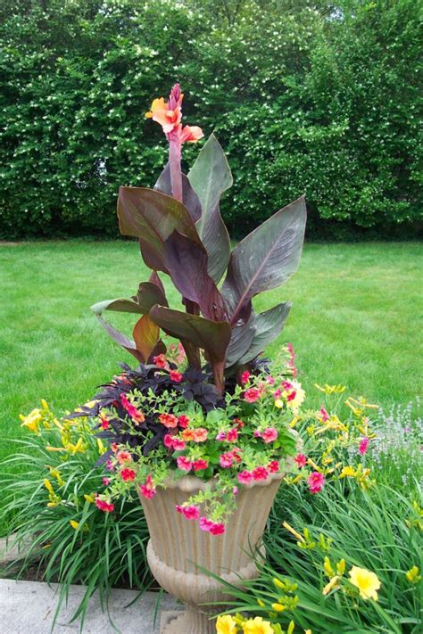 Container Gardening With Canna Lilies Moltoon Plants For Small