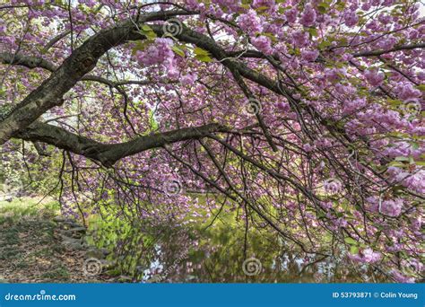 Cherry Branches Reflected Stock Image Image Of Outdoors 53793871