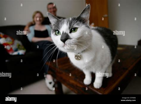 An Inquisitive Cat Interrups A Portrait Session Picture By James