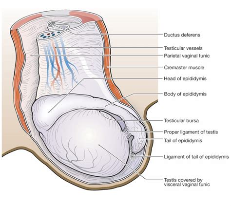Hip Muscle Ligament Anatomy Sexiz Pix