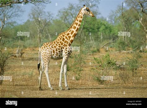 West African Giraffe Giraffa Camelopardalis Peralta Waza National