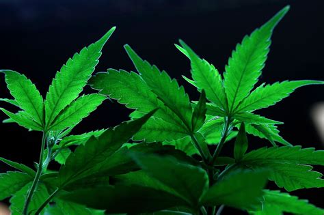 Oklahoma voted to legalize medical marijuana