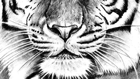 Realistic Tiger Tattoo Design References Tattoodesignstock