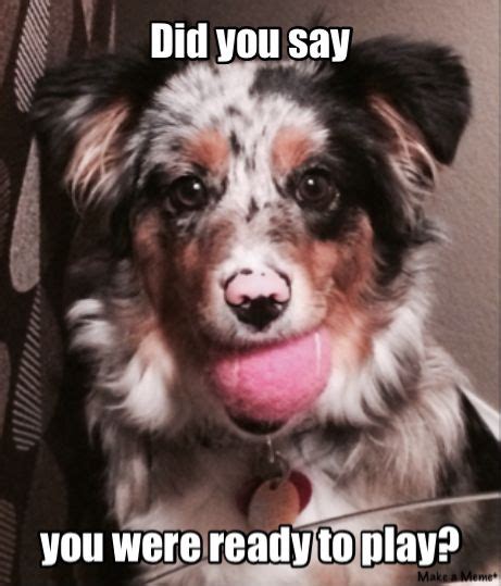 15 Funny Australian Shepherd Memes To Make Your Day Page 3 Of 5
