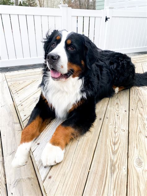 Pros And Cons Of Owning A Bernese Mountain Dog Wild Willow