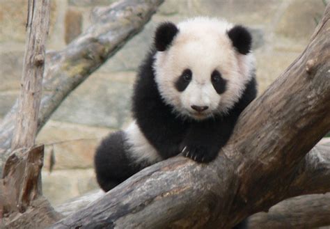 Cute Baby Panda Pictures Tedlillyfanclub