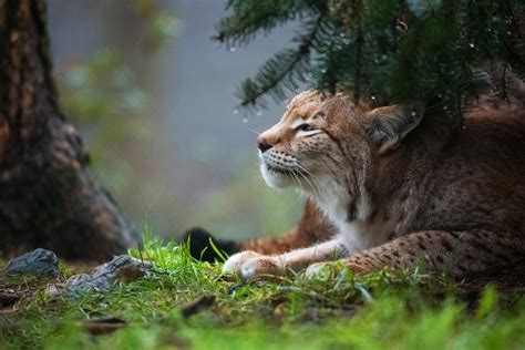 Щетка стеклоочистителя lynx 60 см. Lynx, HD Animals, 4k Wallpapers, Images, Backgrounds ...