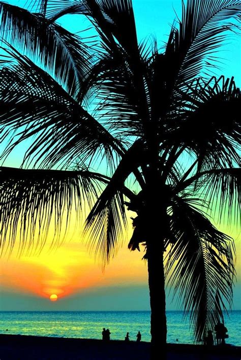 Awesome Photography Palm Tree Sunset Sunset Photography Beach Sunset