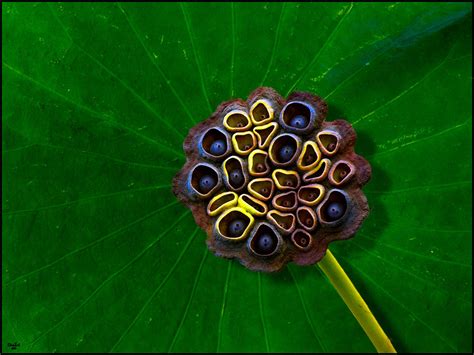 Lotus Pod Photograph By Chris Lord Fine Art America