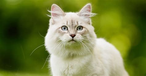 Siberian Cat Everything You Need To Know