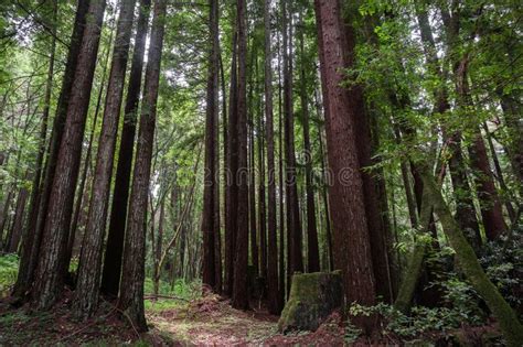Large Redwood Tree Sequoia Sempervirens Forest Stock Image Image Of