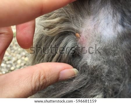 My bunny ears cactus starts to shrivel and wrinkle heavily. KanphotoSS's Portfolio on Shutterstock