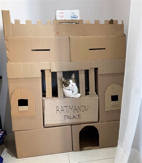 Funny Cardboard Forts For Cats The Future Of Architecture