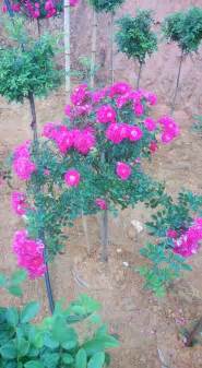 Cây Hoa Hồng Thân Gỗ Tree Rose Hạt Giống Thanh Nga