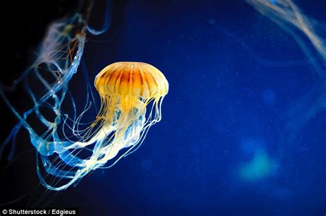 Jellyfish Plaster That Helps Heal Nasty Wounds Daily Mail Online