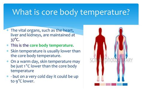 Homeostasis And Body Temperature