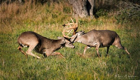 Whitetail Bucks Fighting 1 Dean Newman Photography