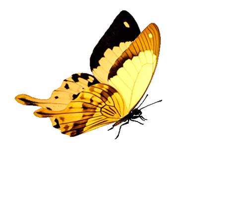 Жёлтая бабочка  на прозрачном фоне Клипарт бабочки Коллекция