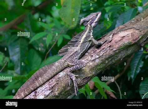 Brown Basilisk Lizard Hi Res Stock Photography And Images Alamy