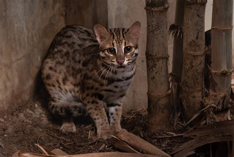 Premium Photo Leopard Cat Prionailurus Bengalensis Male Close Up In