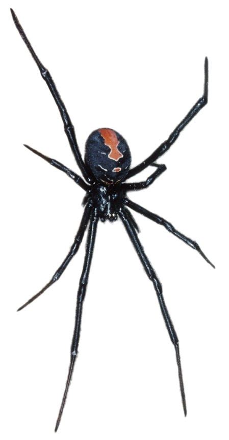 We did not find results for: 8 Photos White Backed Garden Spider Australia And ...