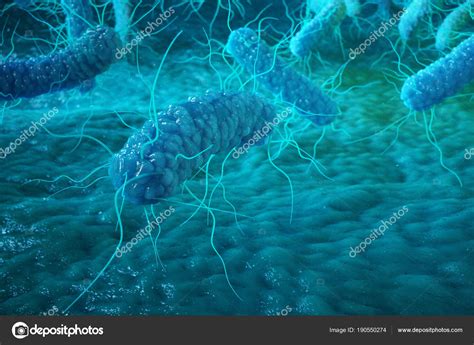 Enterobacterias Gram Negativo Proteobacterias Bacterias Como Salmonela