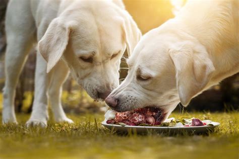 Are Dogs Carnivores Or Omnivores Complete Answer