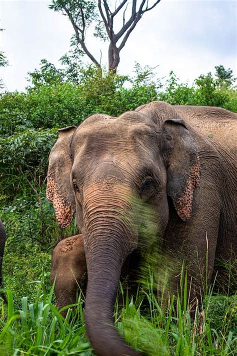 700 Best Elephant Photos · 100 Free Download · Pexels Stock Photos