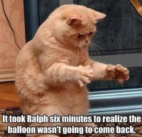 55 Funniest Cat Memes Ever