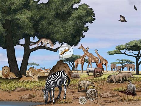 An Illustration Gallery And Information On The African Savannah